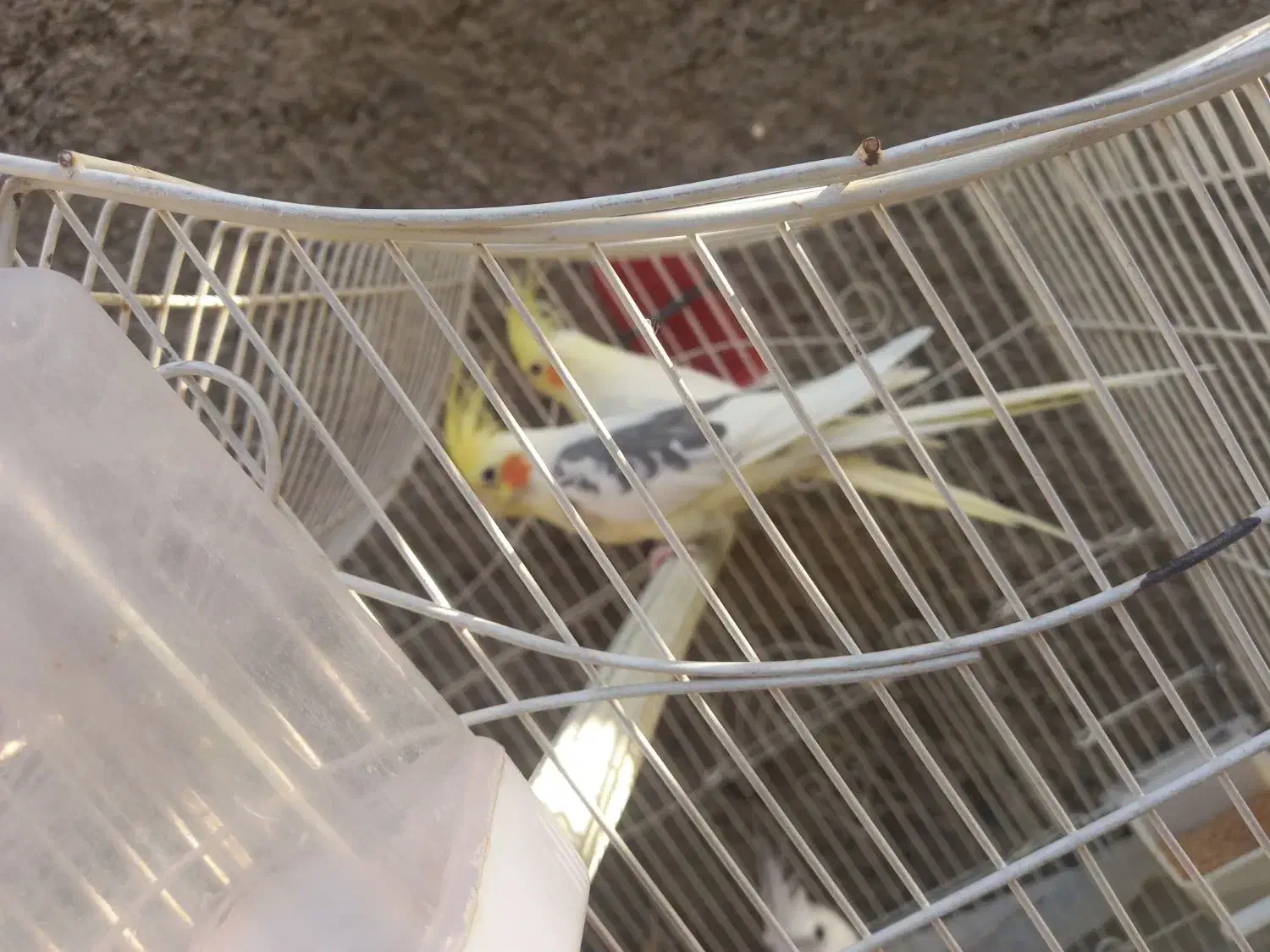 عروس هلندی|پرنده|نسیمشهر, |دیوار