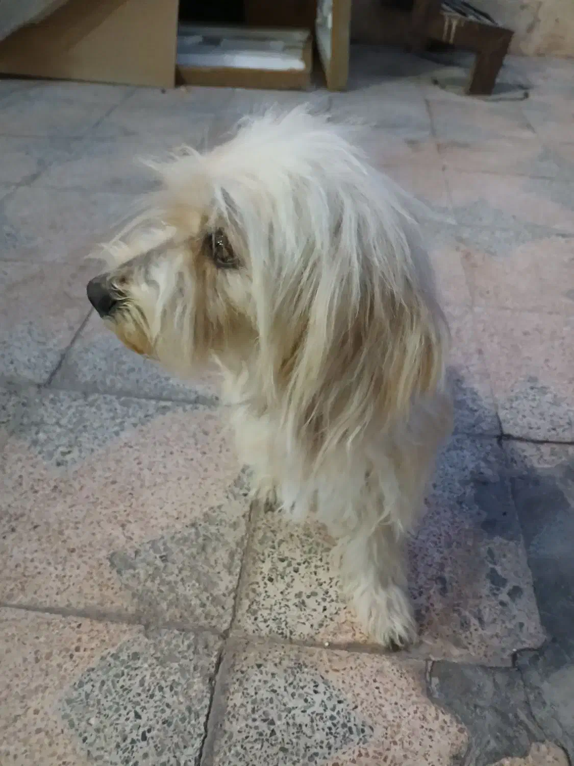 سگ پاپی سفید|سگ|پیر بکران, |دیوار