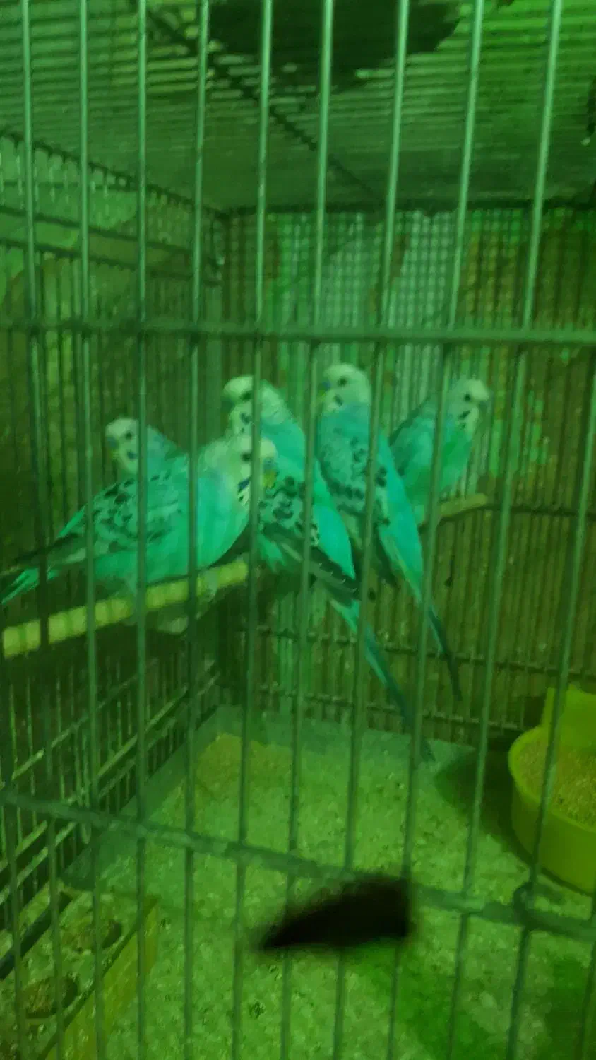 ۶تا مرغ عشق نر سالم  وعالی برای جفتگیریمرغ|پرنده|تهران, انبار نفت|دیوار