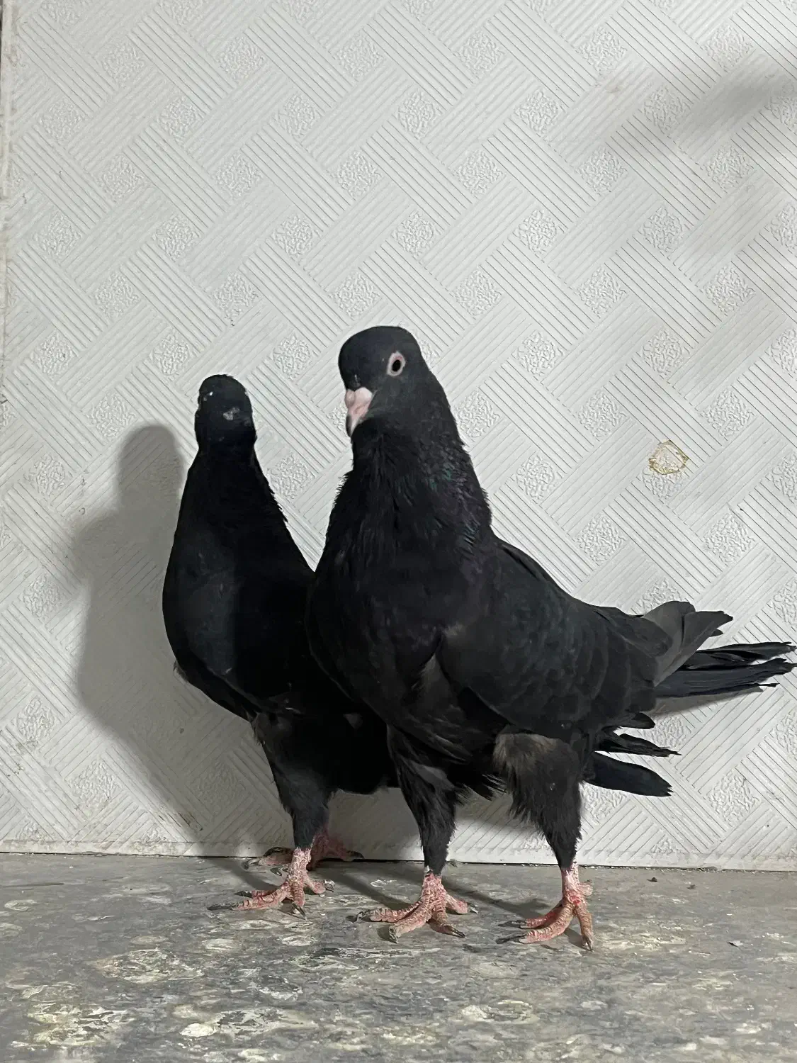 سینه ای|پرنده|اهواز, پادادشهر|دیوار