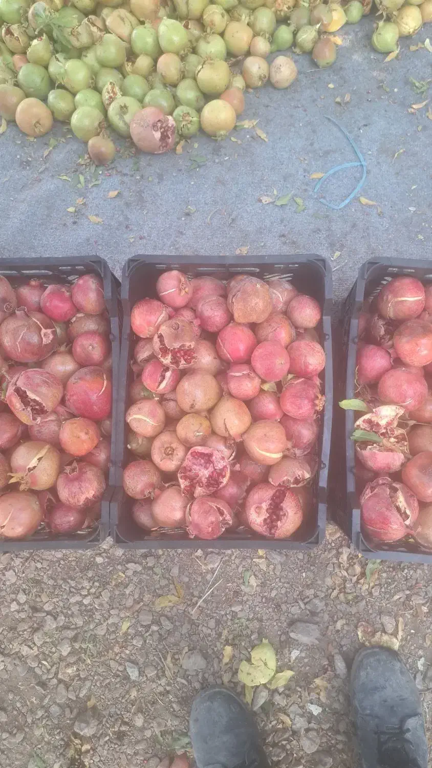 انار آبگیری و ربی|خوردنی و آشامیدنی|نجفآباد, امیرآباد|دیوار