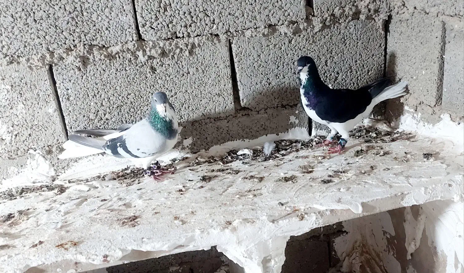 کبوترشهری|پرنده|بوشهر, |دیوار