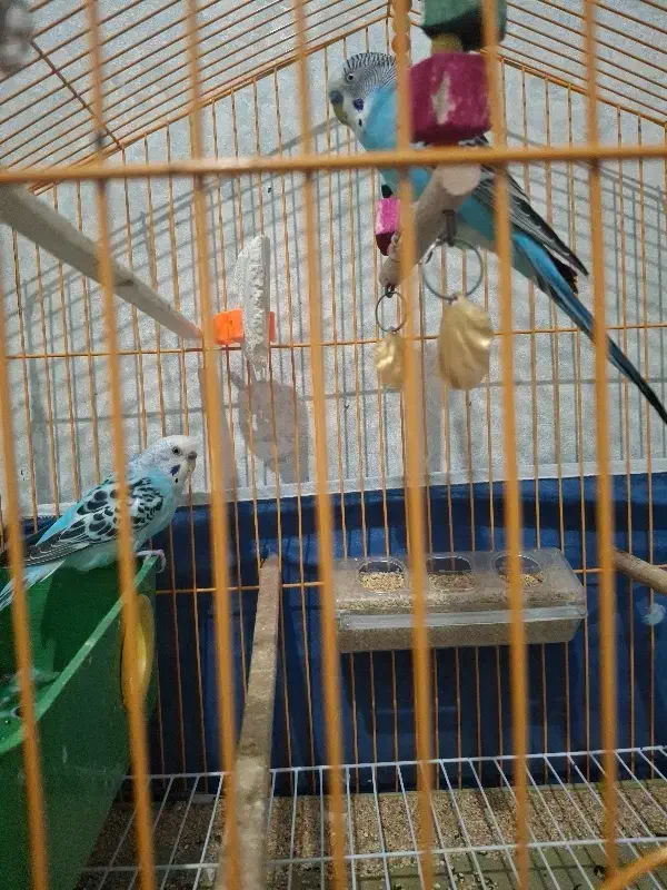 یه جفت مرغ عشق سرحال زرنگ ۵تاتخم گذاشته|پرنده|سهند, |دیوار