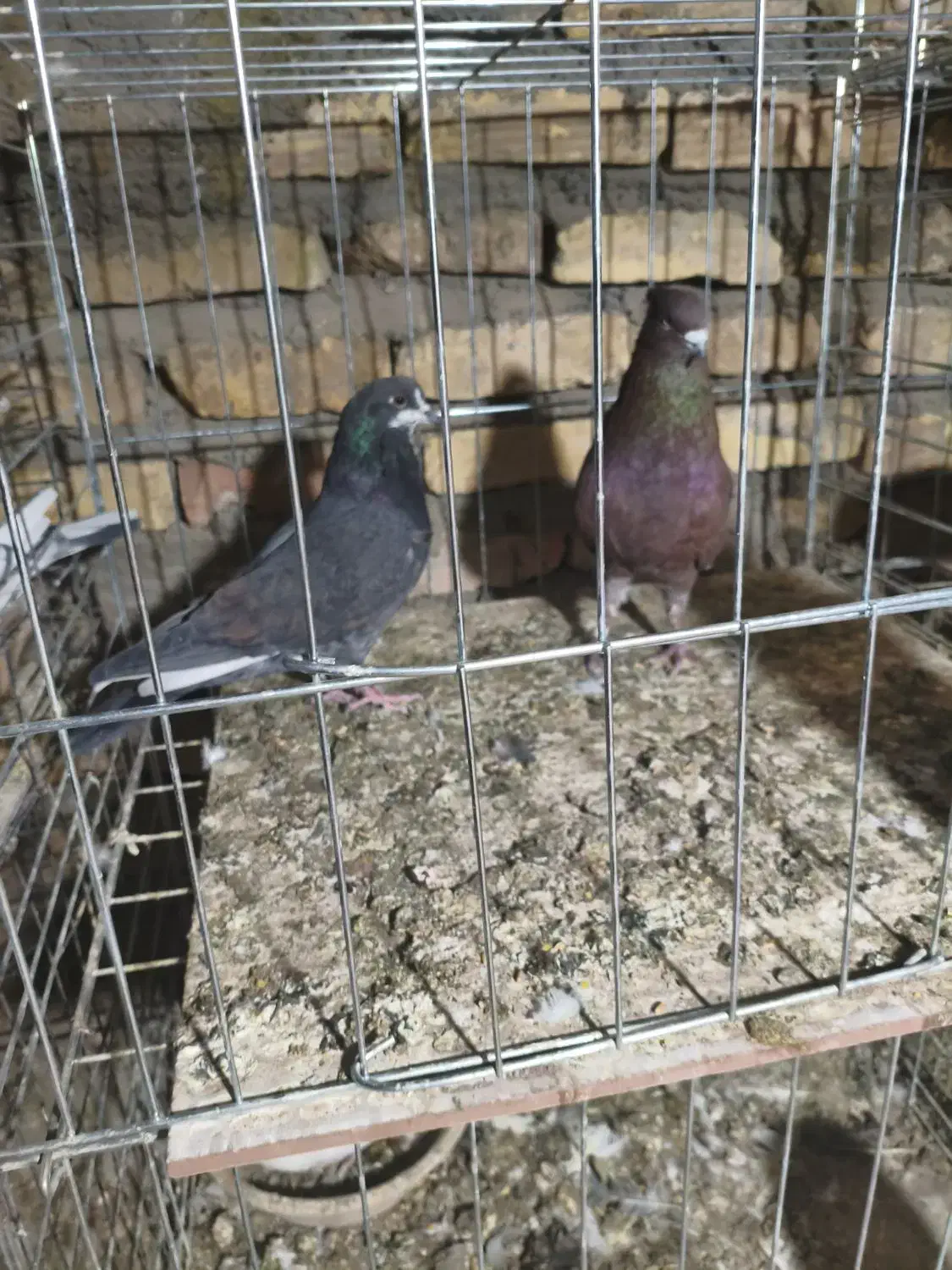 کبوتر|پرنده|سیرجان, |دیوار