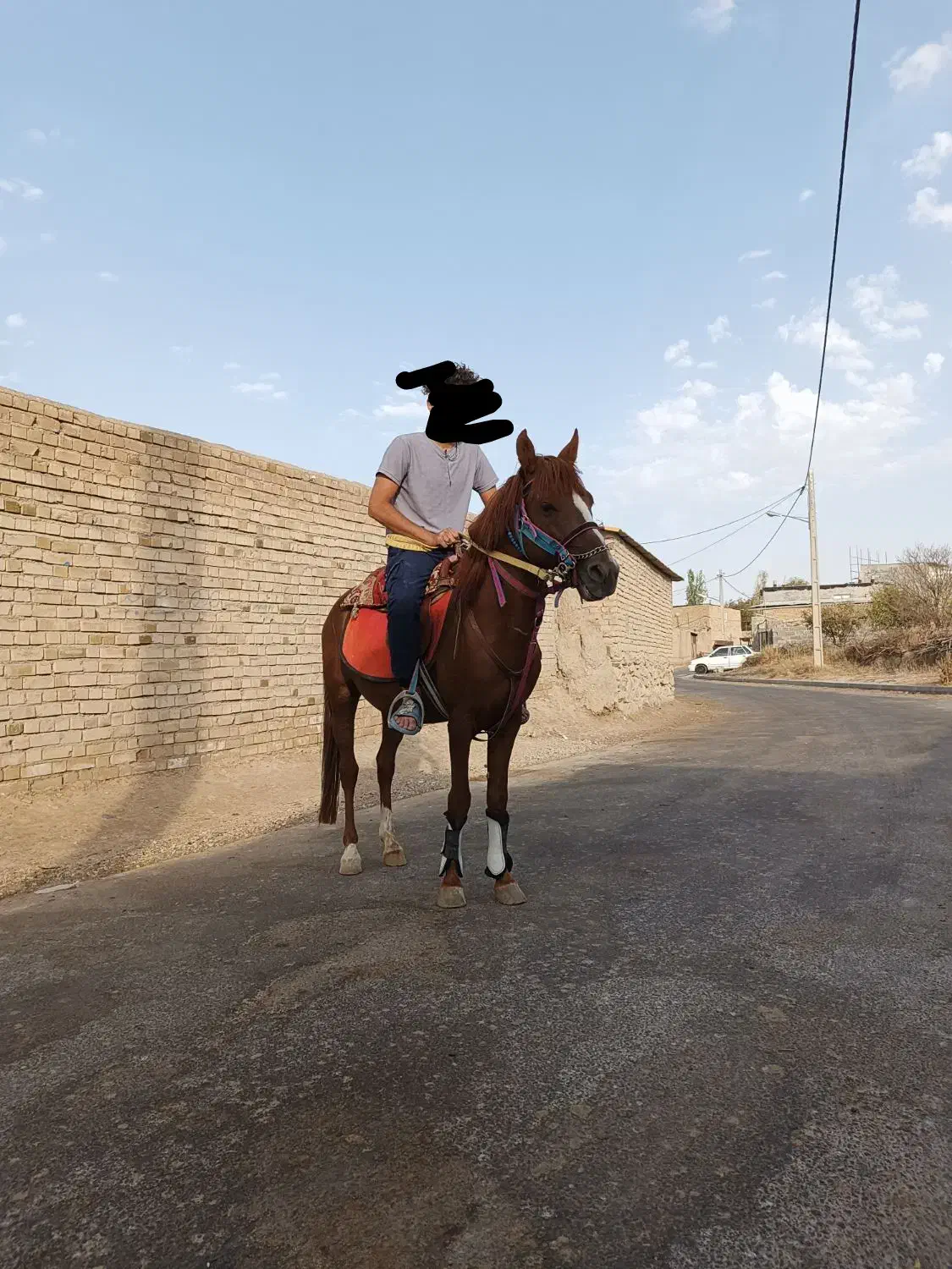 اسب نریان یورقه|اسب و تجهیزات اسبسواری|قوچان, |دیوار