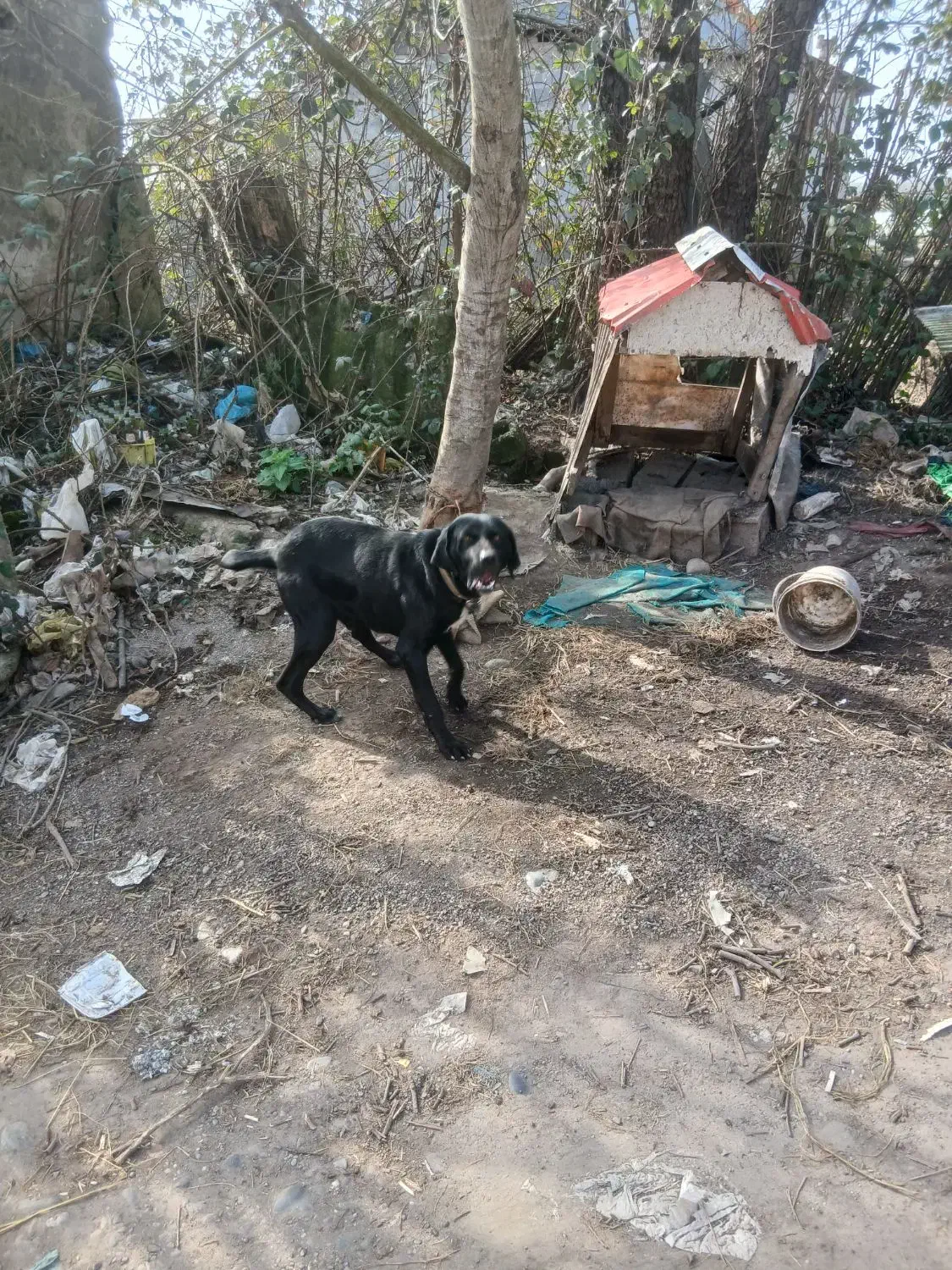 سگ شکاری|سگ|لشت نشا, |دیوار