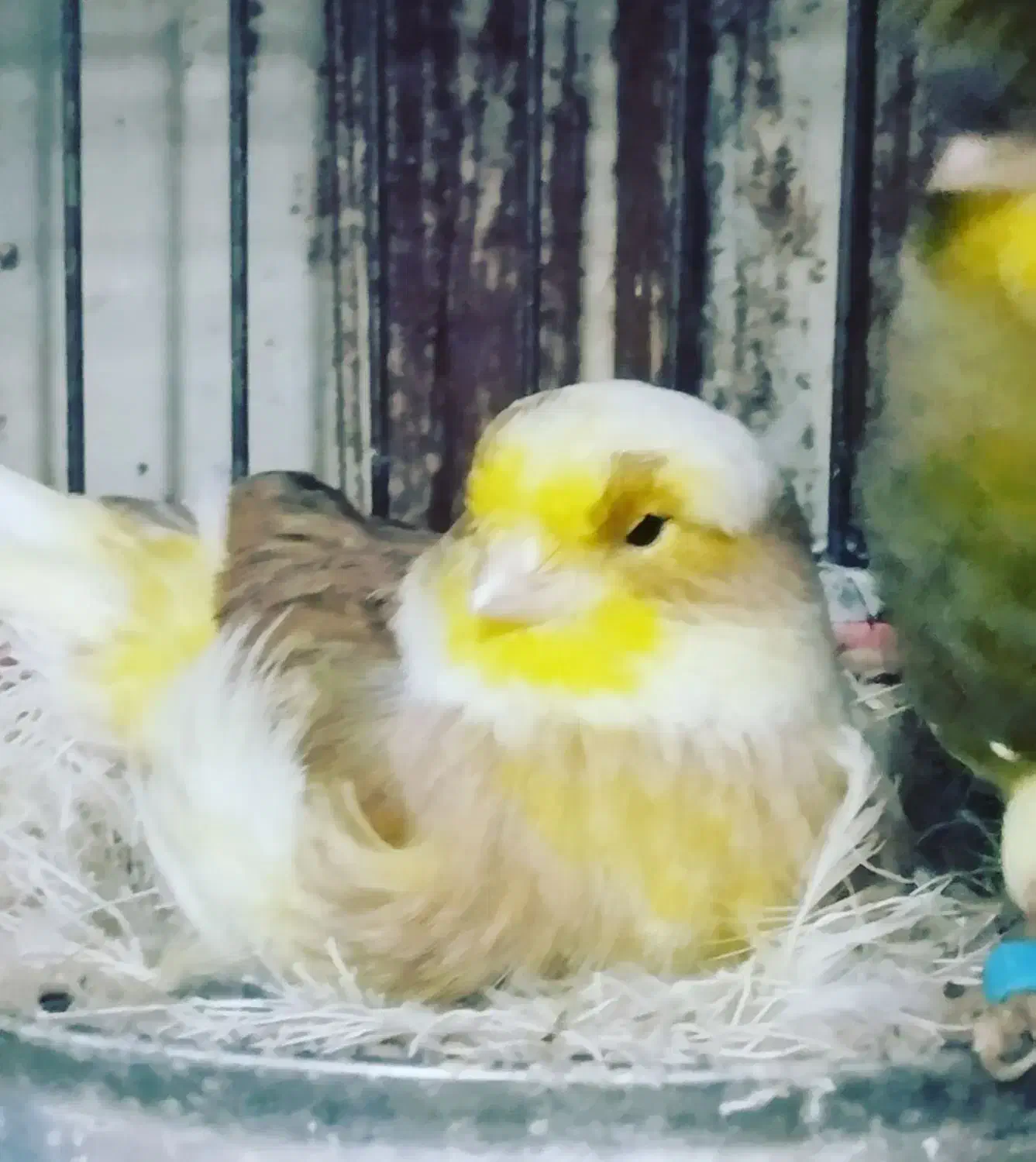 قناری گلاستر اورجینال|پرنده|بروجرد, |دیوار