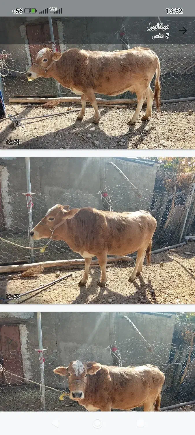 فروش یک راس گاو ابستن|حیوانات مزرعه|مارگون, |دیوار