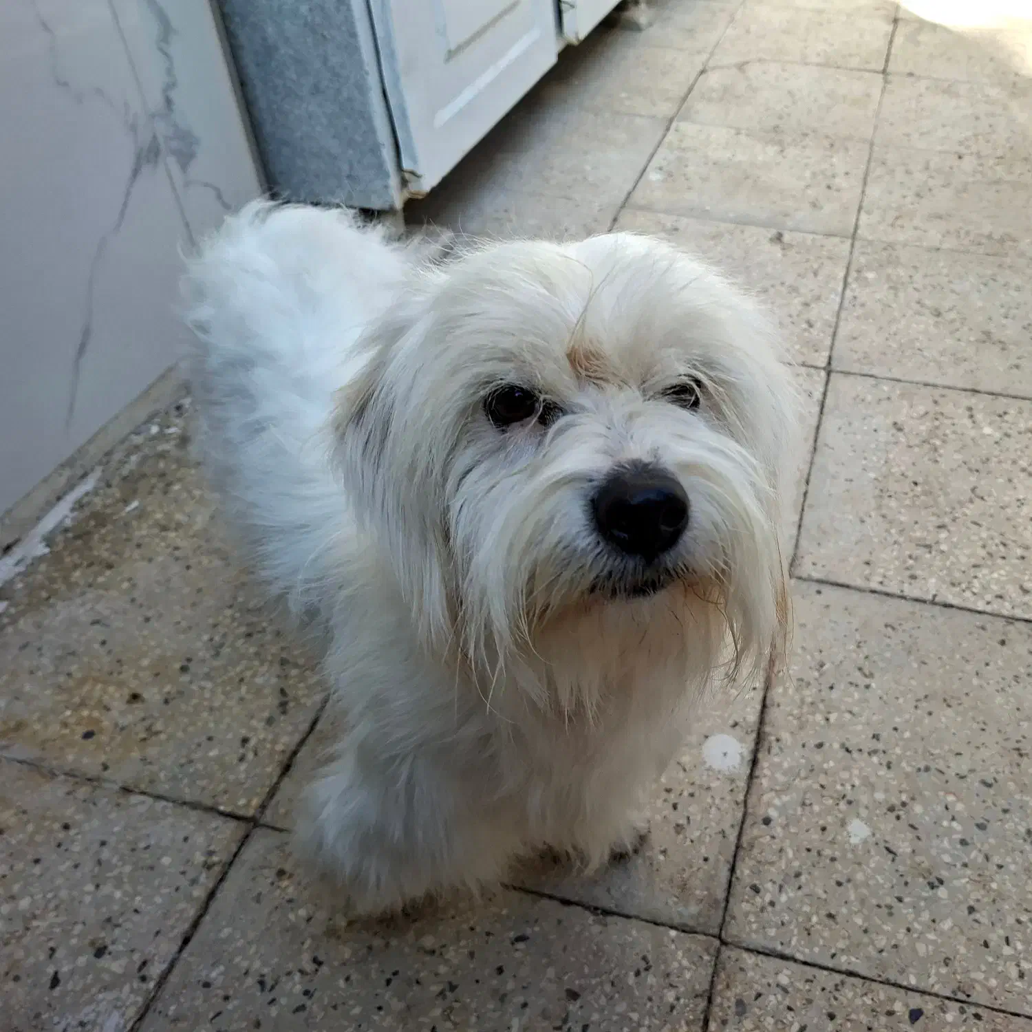 واگذاری شیتزو‌ تریر ۲.۵ ساله|سگ|قزوین, |دیوار