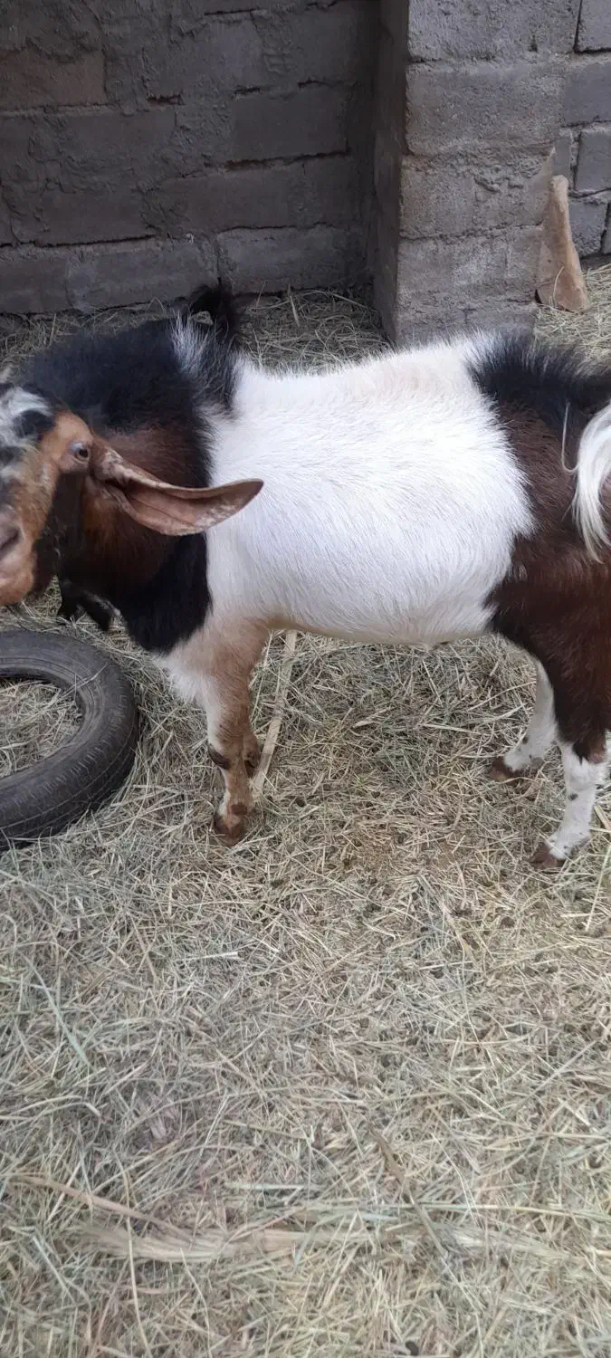 فروش گوسفند|حیوانات مزرعه|نرماشیر, |دیوار