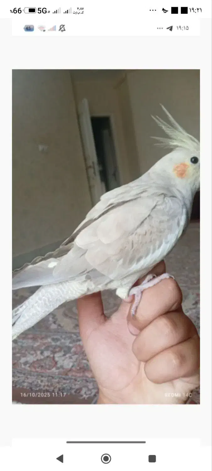 ۲ عدد عروس هلندی جفت|پرنده|گنبد کاووس, |دیوار