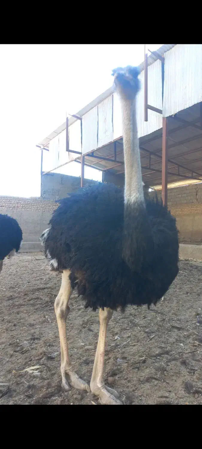 ۴ خانواده شترمرغ مولد|حیوانات مزرعه|مشهد, ادیب نیشابوری (شهرک غرب)|دیوار