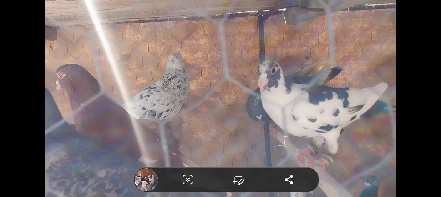 50 عدد کفتر پرشی ضد و خوردی|پرنده|عطاملک, |دیوار