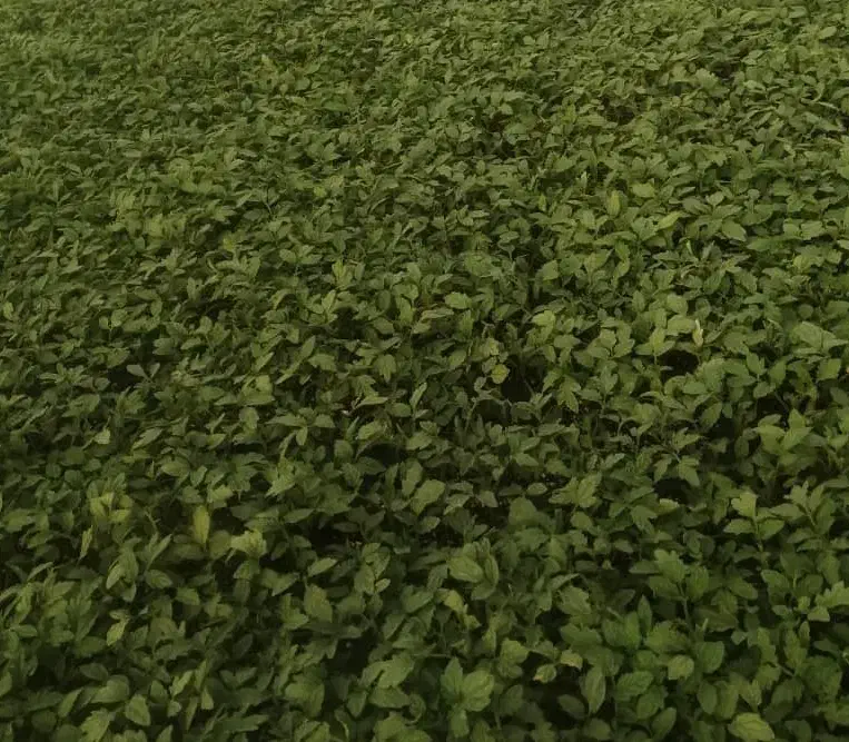 نشا کوجه برنتا..بدرو..بروبیا|گل و گیاه طبیعی|رودبار (کرمان), |دیوار