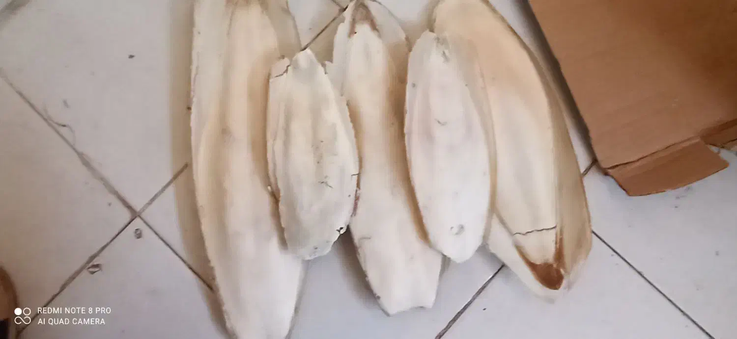 کف دریا|لوازم جانبی حیوانات|بندرعباس, |دیوار