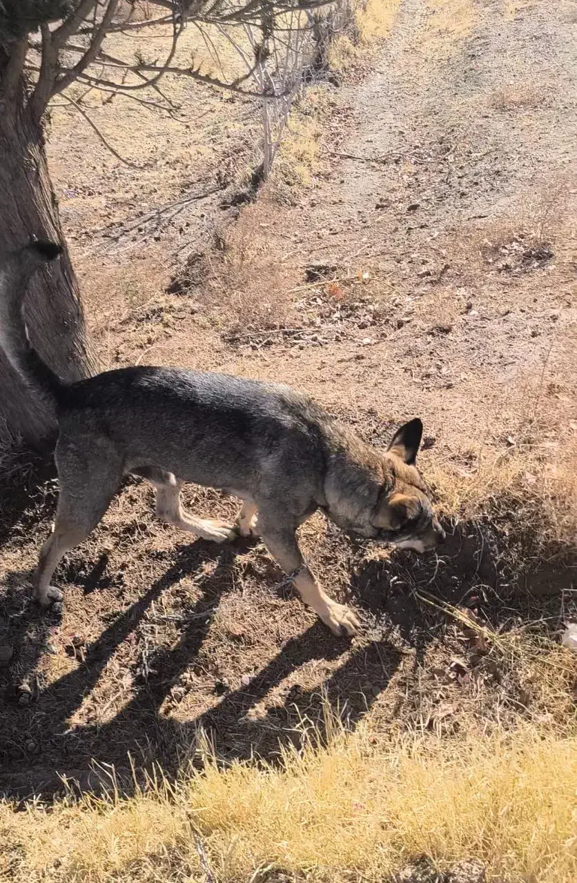 سگ میکس گله|سگ|سیرجان, |دیوار