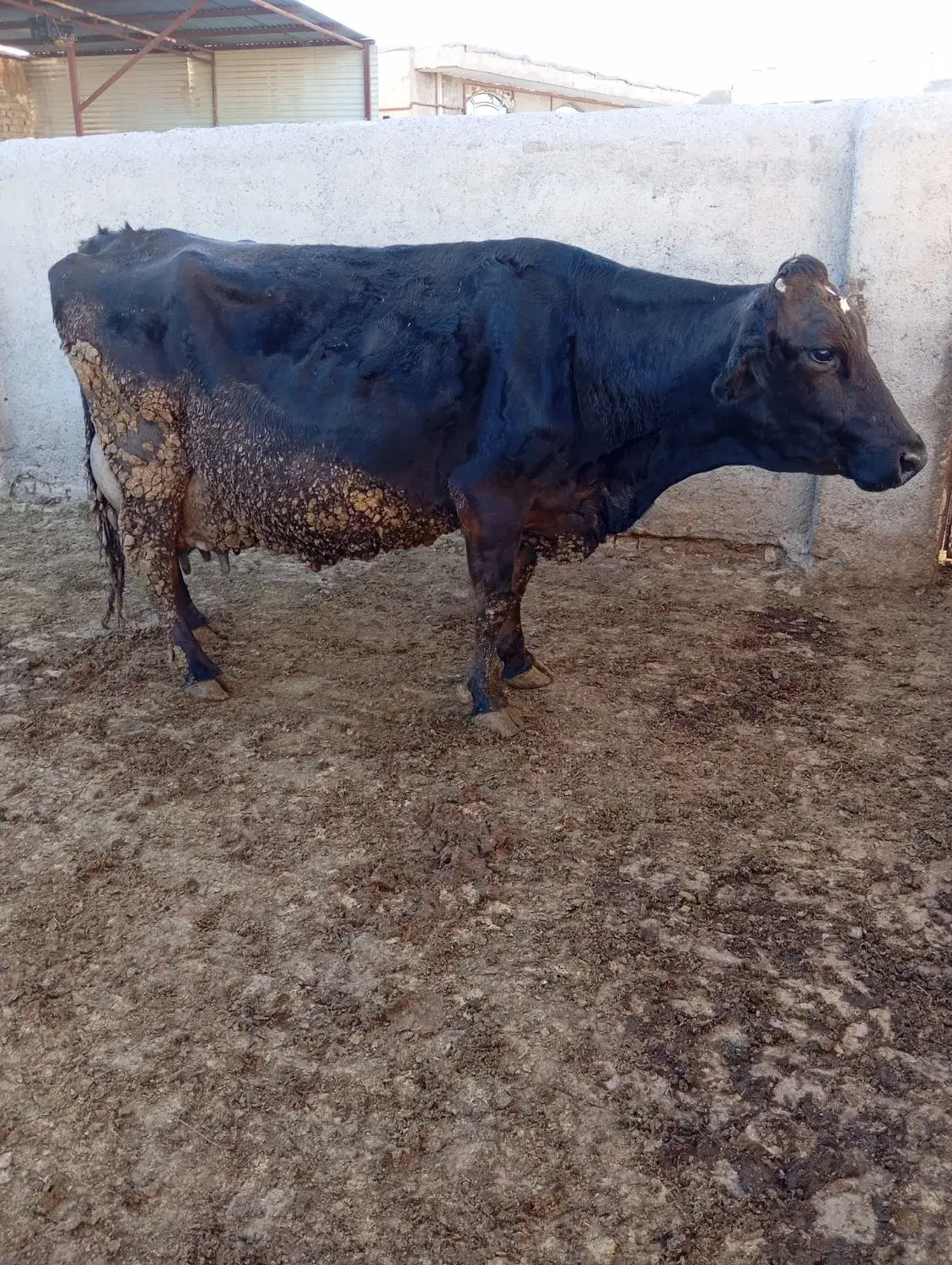 گاو شیری|حیوانات مزرعه|نیشابور, مازول|دیوار