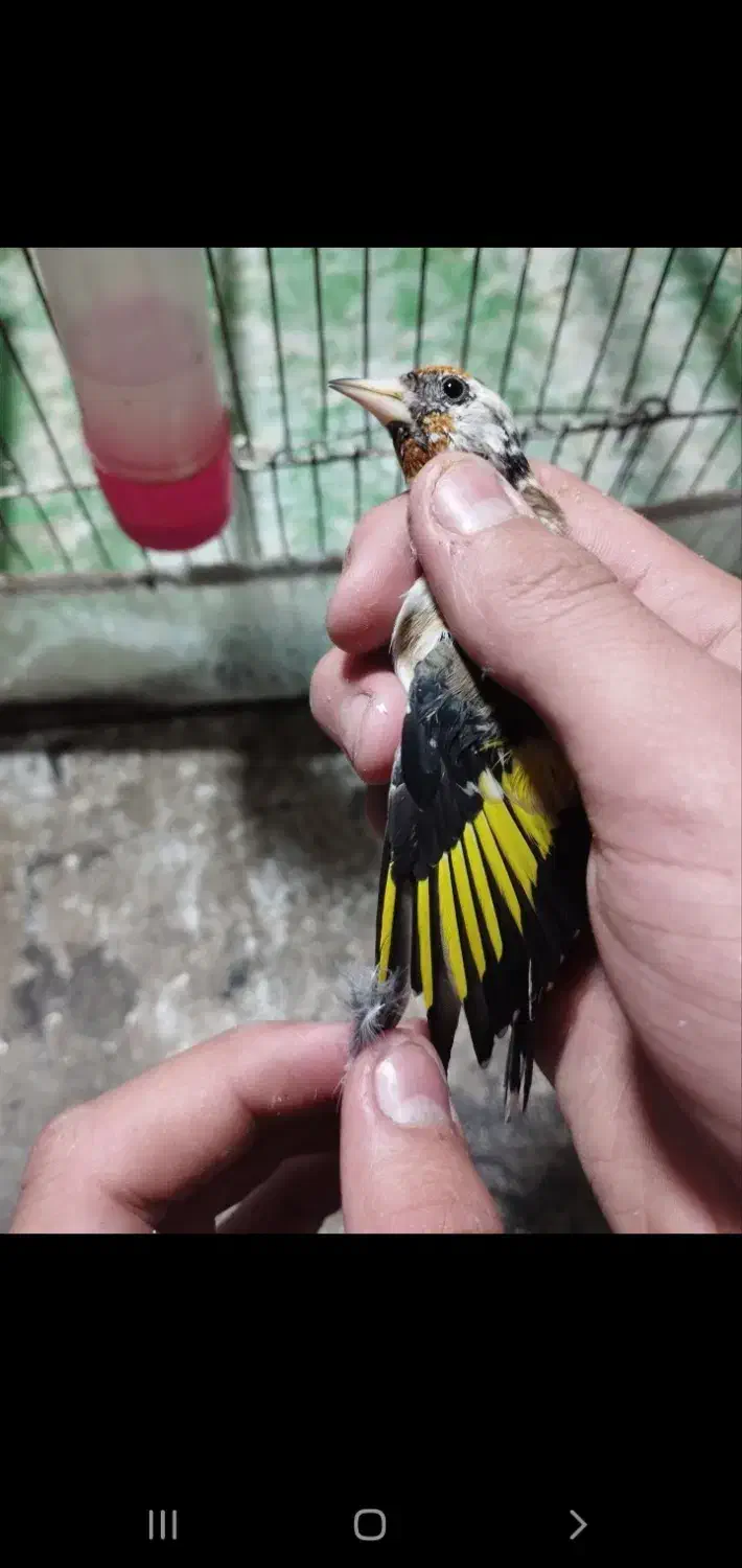 جوجه سهره|پرنده|بندرعباس, |دیوار