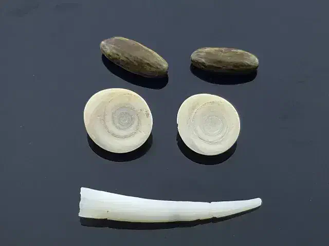 مهره اصل پاکستانی|کلکسیون اشیاء عتیقه|آمل, |دیوار