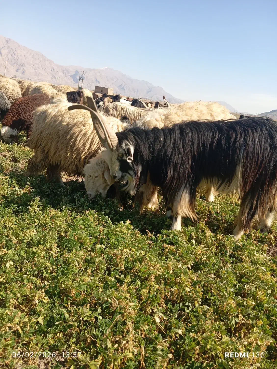 چبش . دبر .پازن|حیوانات مزرعه|مرودشت, ده بید|دیوار