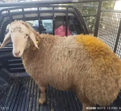 گوسفند چکی *نقد سبک  و سنگین|حیوانات مزرعه|مشهد, شهرک امام سجاد|دیوار