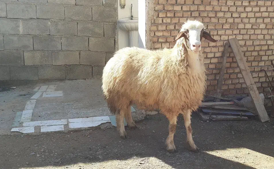 گوسفند ۲ سال|حیوانات مزرعه|بدره, |دیوار