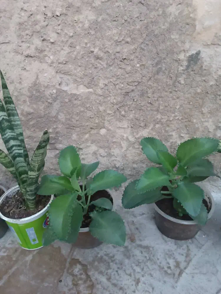 گل طبیعی|گل و گیاه طبیعی|دهدشت, |دیوار