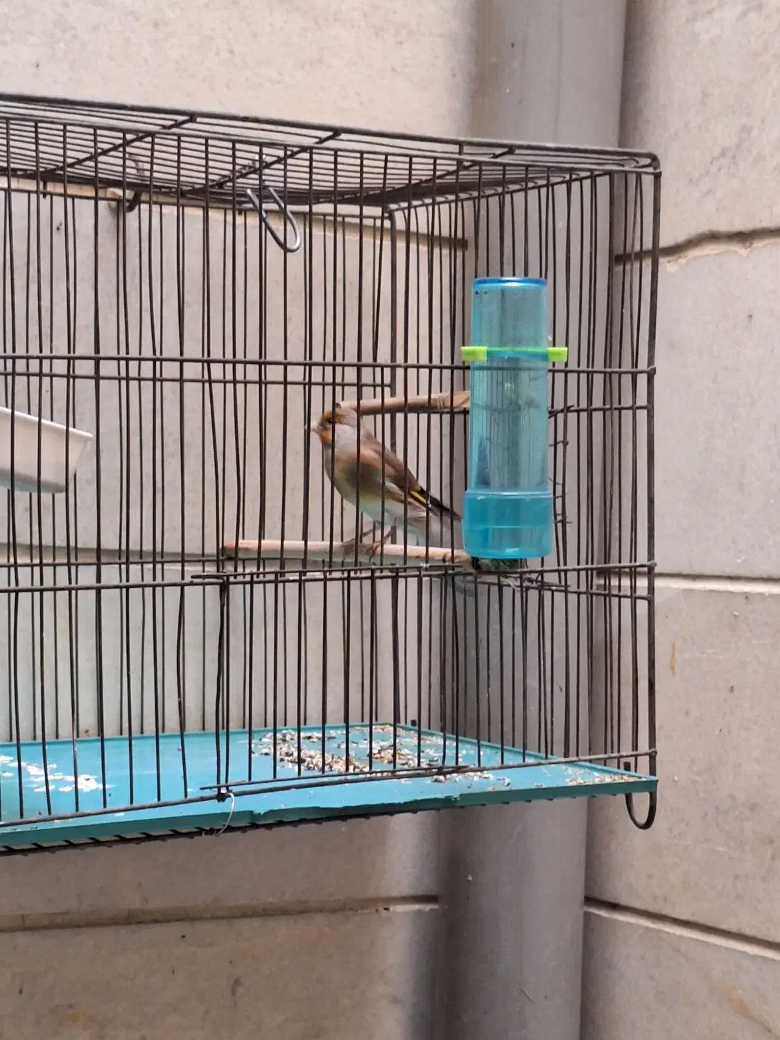 سره قناری|پرنده|تهران, پرستار|دیوار