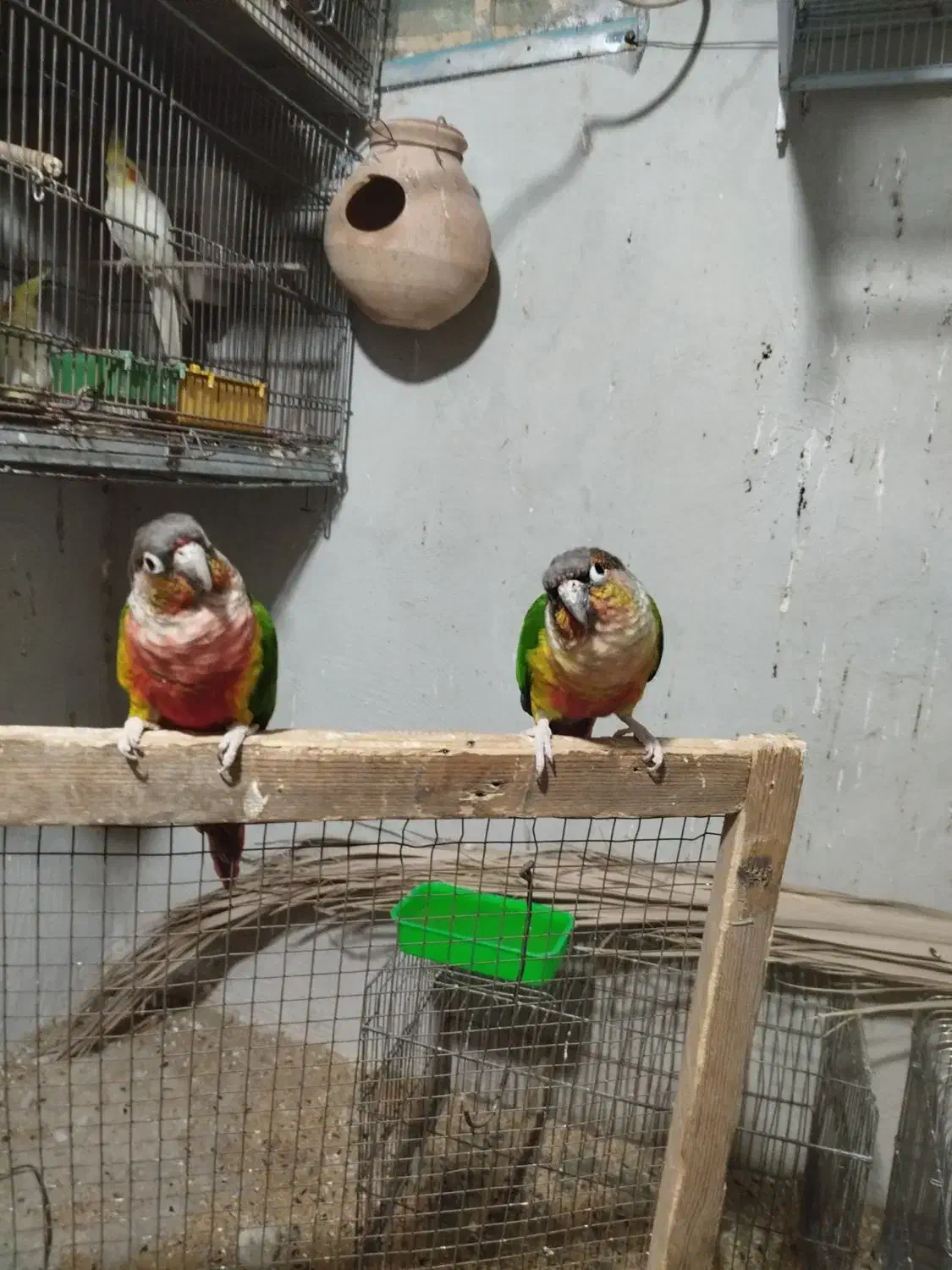 فروش گرینچیک نر|پرنده|سراوان, |دیوار