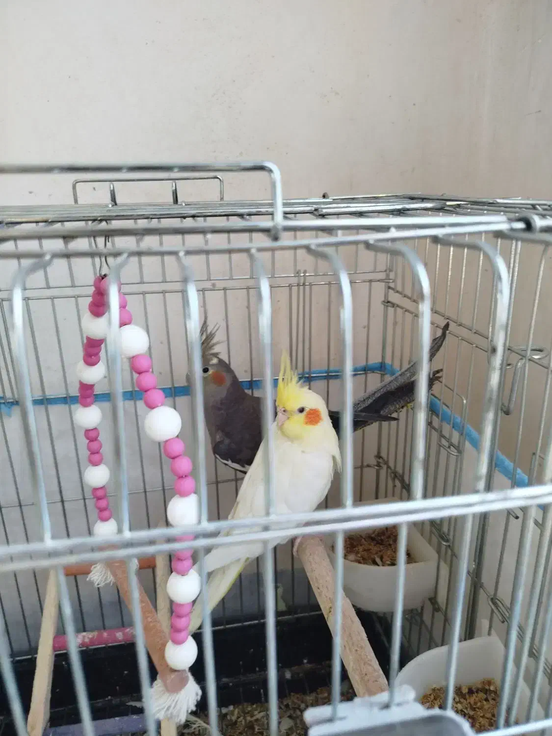 عروس هلندی جفت|پرنده|شادگان, |دیوار