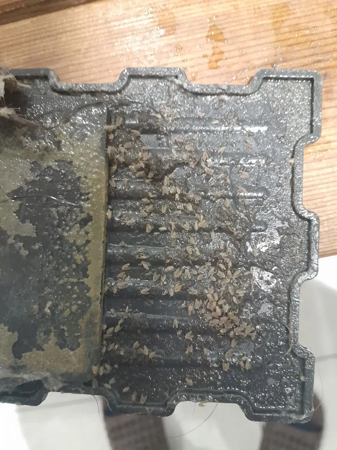 سم پاشی تضمینی تحت نظر دکتری حشره شناسی، مجوز رسمی|خدمات نظافت|کرمانشاه, |دیوار