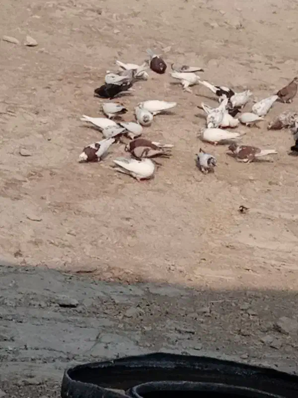 کبوتر فروشی|پرنده|نوبران, |دیوار