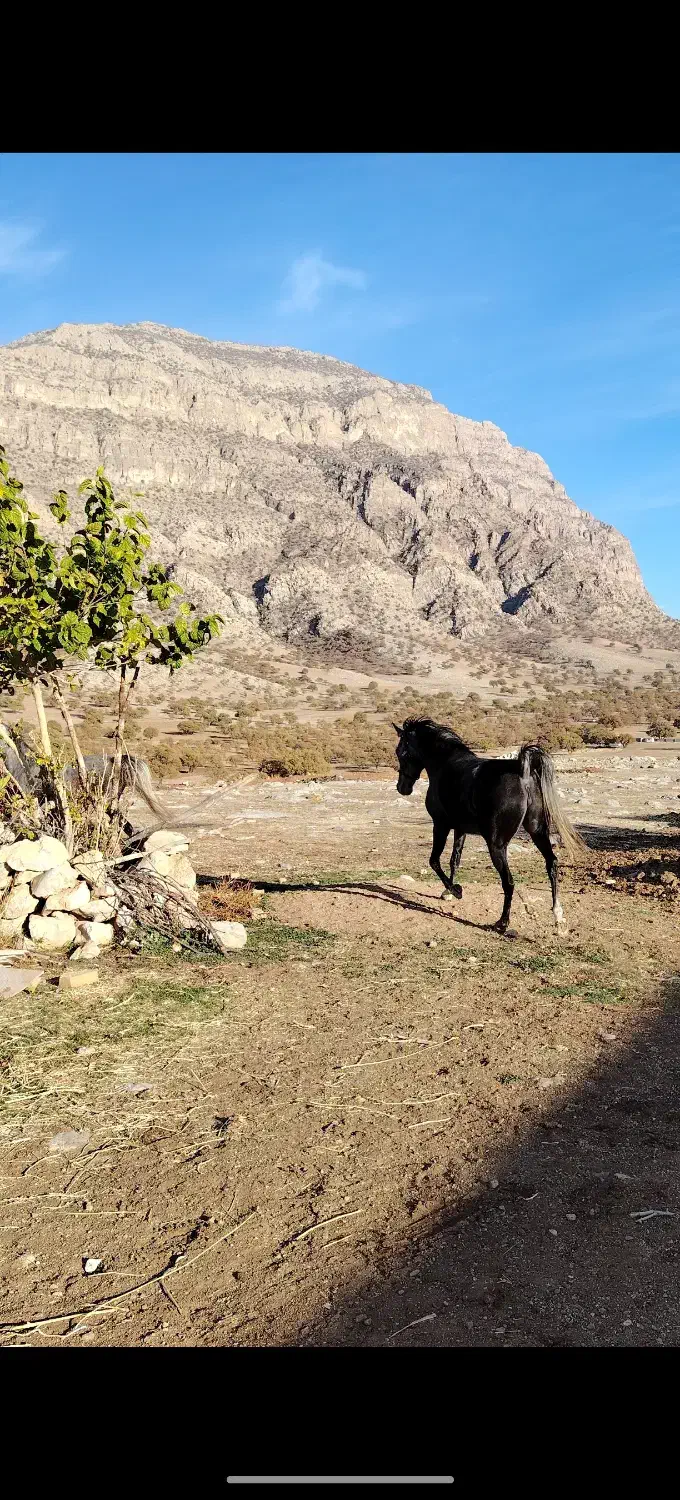 مادیان|اسب و تجهیزات اسب‌سواری|چگنی, |دیوار