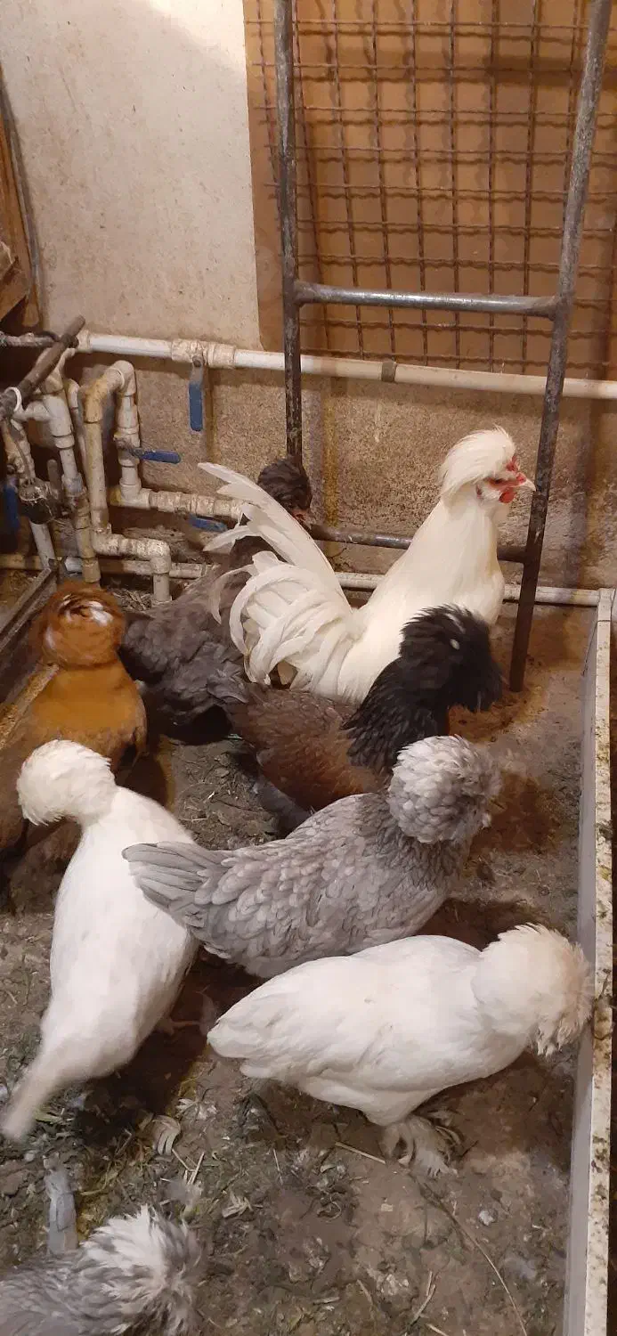 تخم مرغ سلطان نطفه دار (خروس مرغ گیر جوان)|حیوانات مزرعه|قم, کاسه گران|دیوار