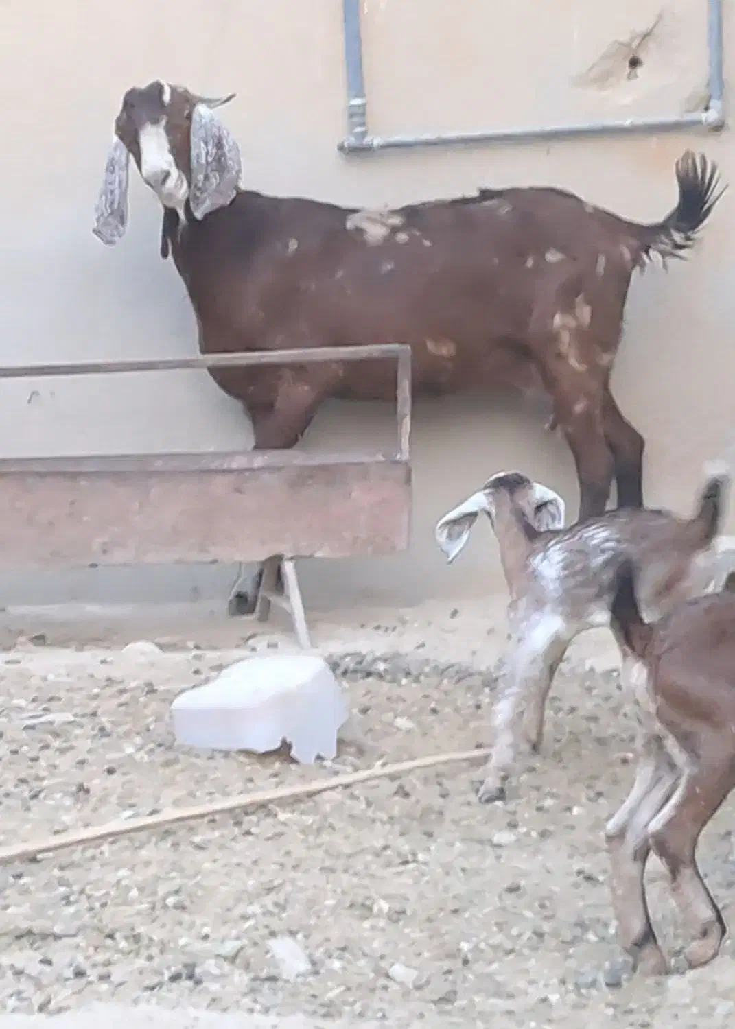 بز جوان و شیری|حیوانات مزرعه|جناح, |دیوار