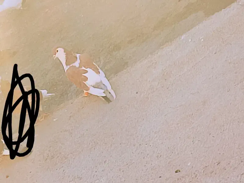 کبوتر|پرنده|تربت‌حیدریه, بازار|دیوار