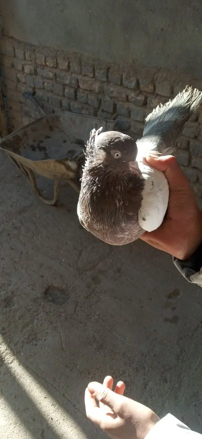 کفتر|پرنده|نصر آباد, |دیوار