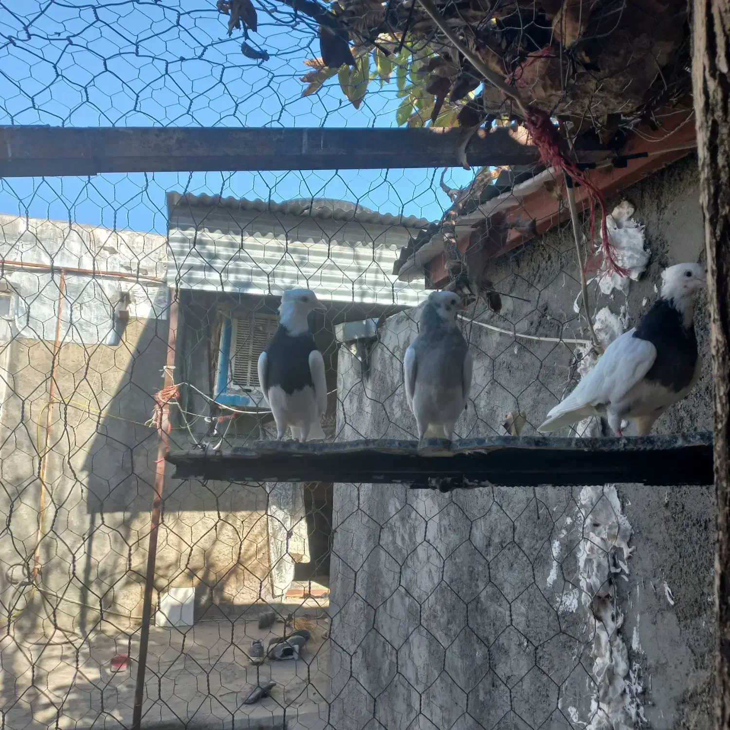 کبوتر طوق پاک|حیوانات|بیستون, |دیوار