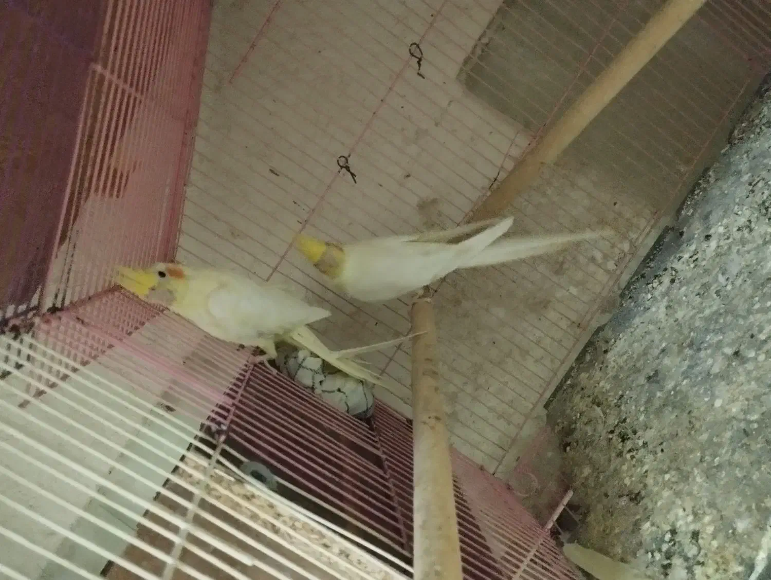 پرنده سرای یونس|پرنده|طبس, |دیوار