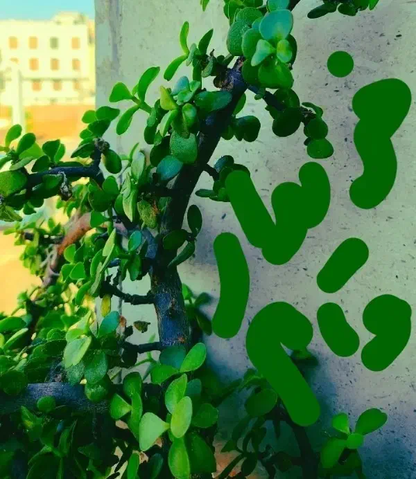 گل طبیعی عکس هارا ببینید|گل و گیاه طبیعی|تربت‌حیدریه, کوه سنگی|دیوار