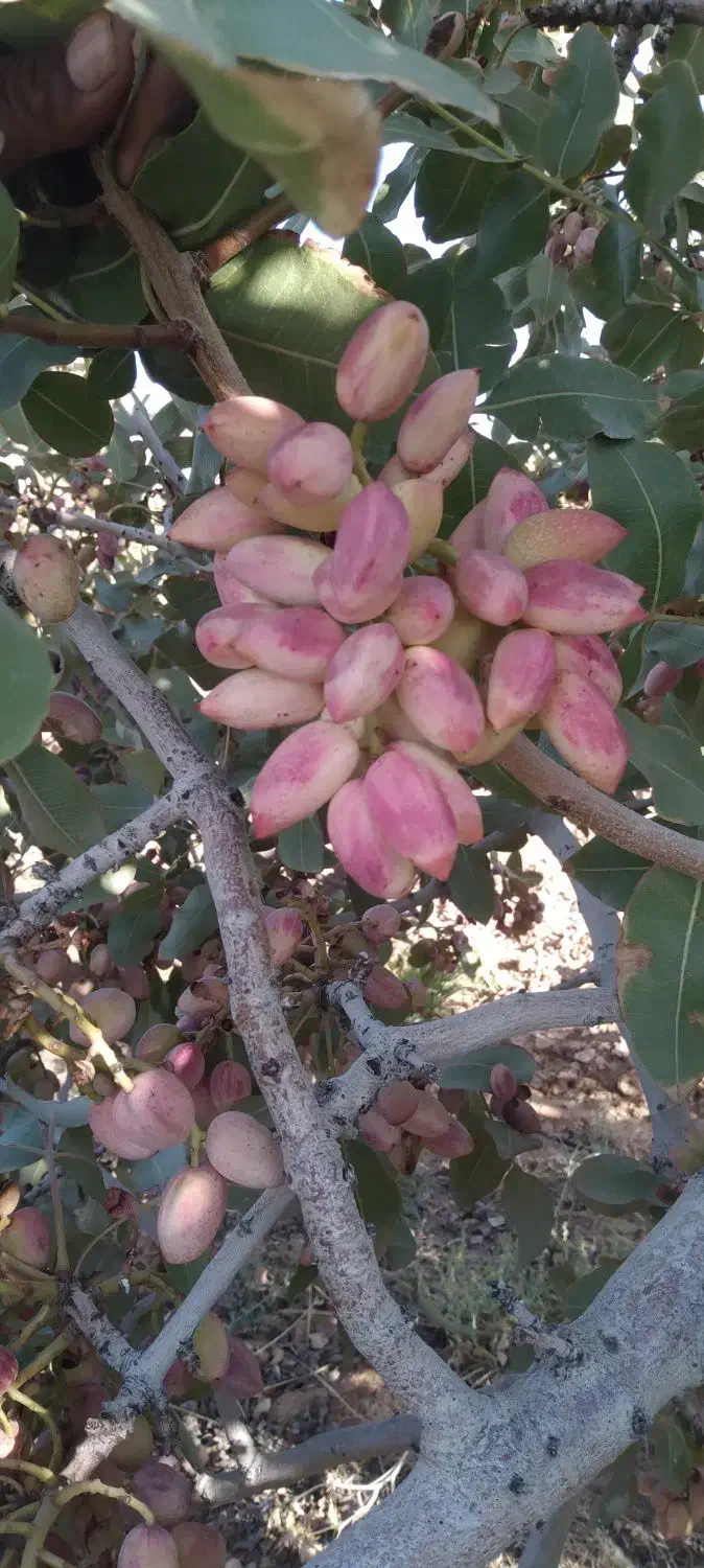 پسته رسیده تمام خندان|خوردنی و آشامیدنی|شیراز, دانشگاه شیراز|دیوار