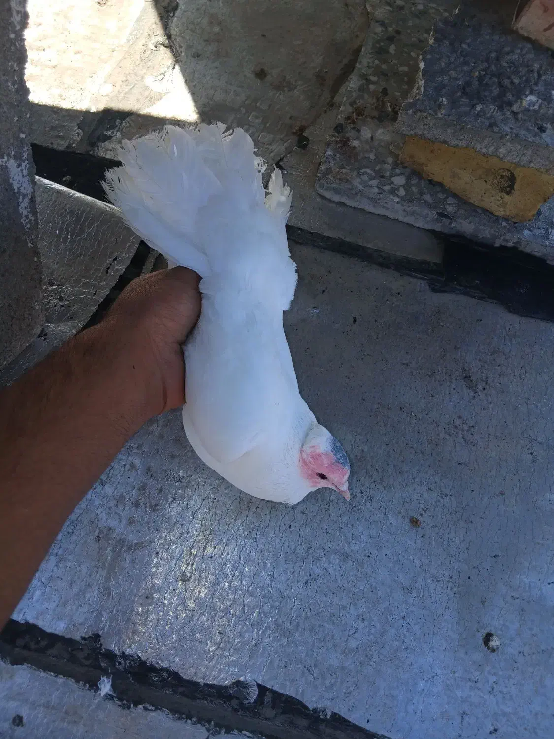 800000|حیوانات|دهدشت, |دیوار