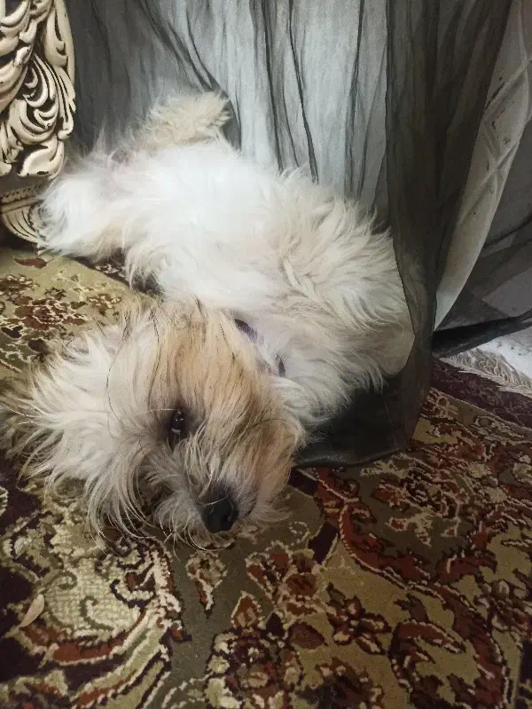 دختر تقریبا ۳ ساله|سگ|کیاشهر, |دیوار