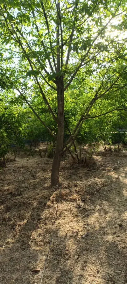 فروش باغچه ۵۵۰متری|فروش زمین و ملک کلنگی|سیدان, |دیوار