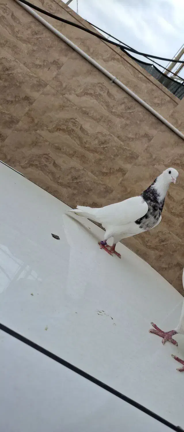 کبوتر|پرنده|خرمشهر, |دیوار