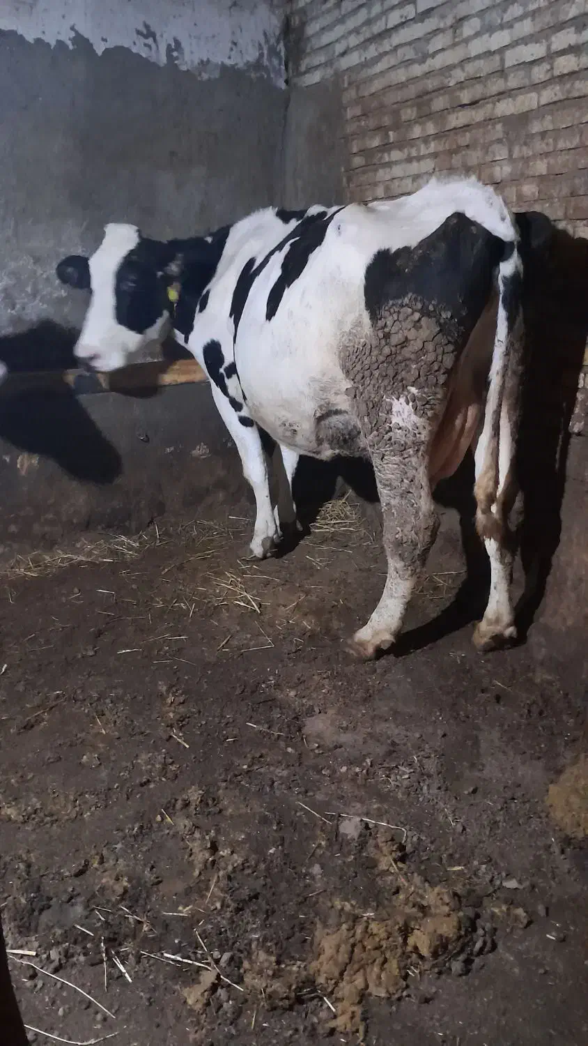 ۲عددگاو|حیوانات مزرعه|مهربان, |دیوار