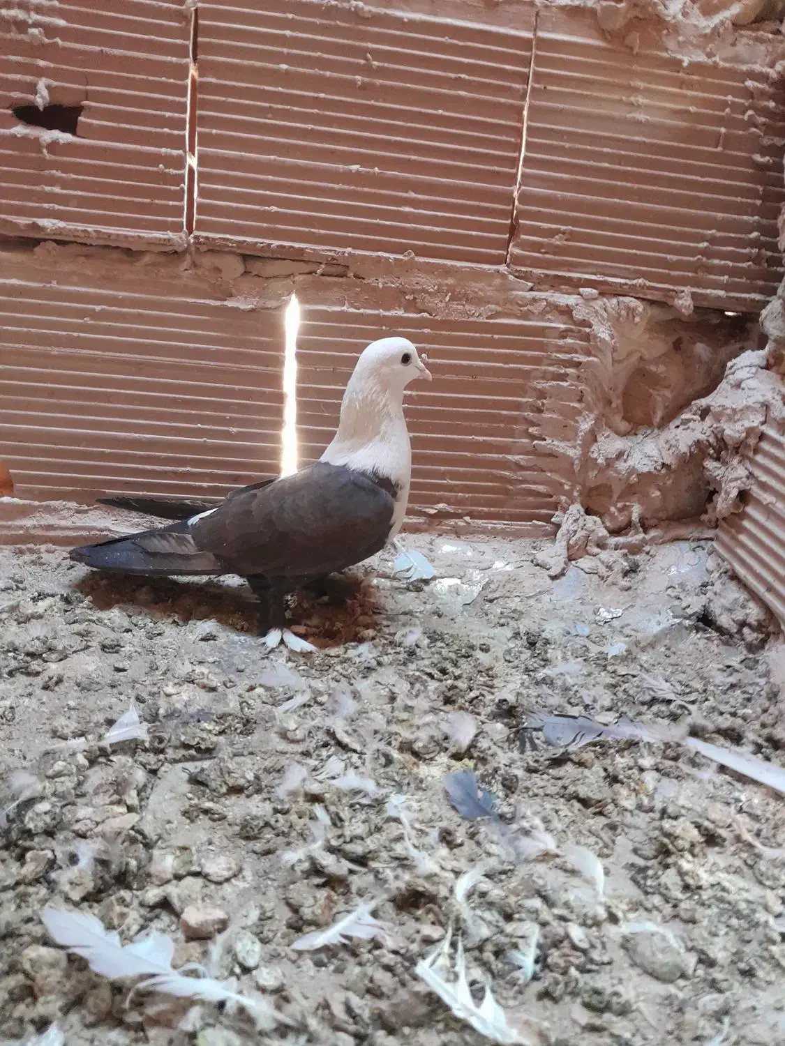 کله سفید،وچند تا کفتر گرفتنی|پرنده|سبزوار, شرق کال شمالی|دیوار