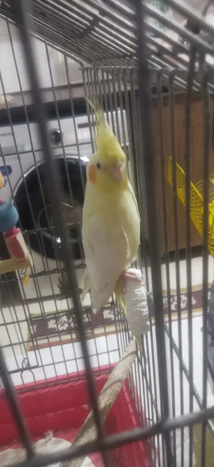 عروس هلندی|پرنده|رباط‌کریم, مسکن مهر آبشناسان|دیوار