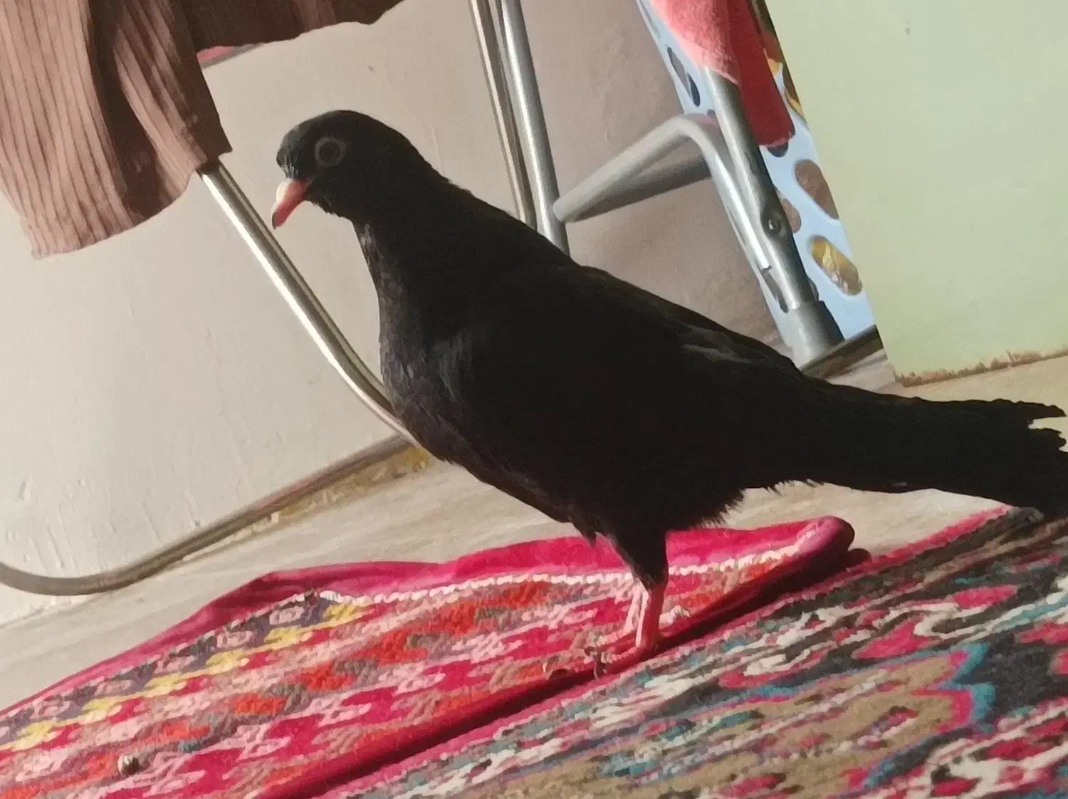 زاغ آبادانی|پرنده|شیراز, امام حسین|دیوار