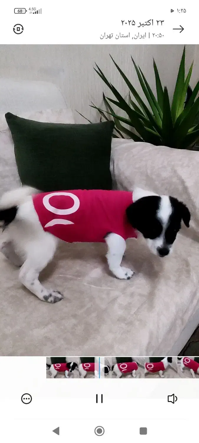 سگ  اشپیتز|سگ|محمدشهر, محمدشهر|دیوار